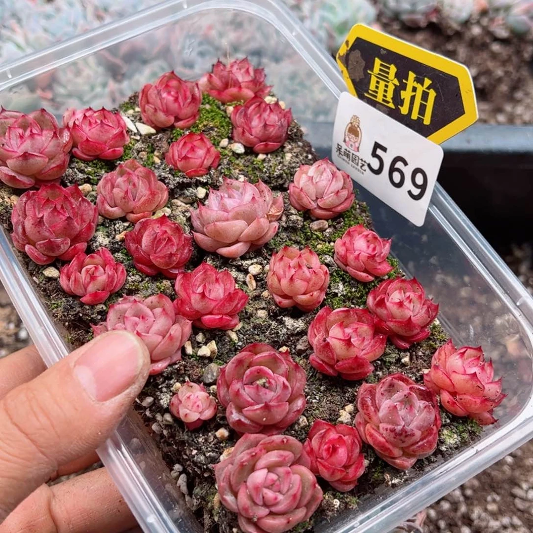 多肉植物多肉植物