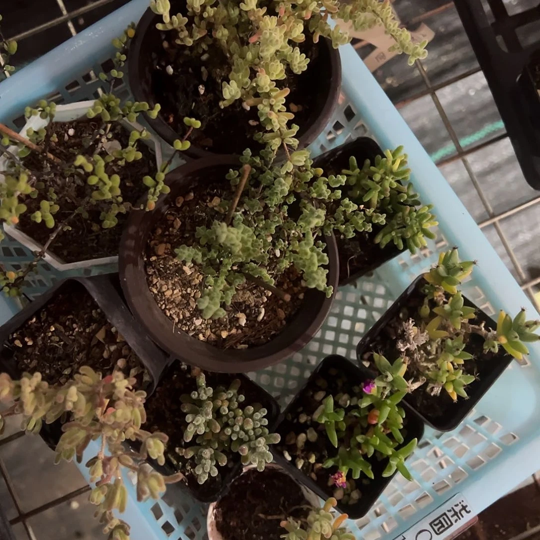 144好福利套餐老桩