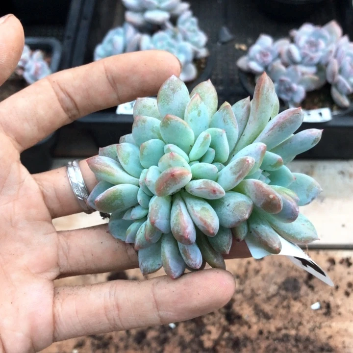 星影石榴籽福利出咯 374