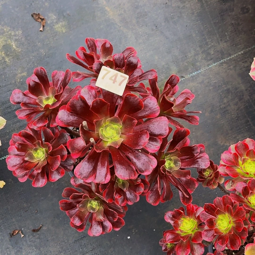 747爱神冠服30公分