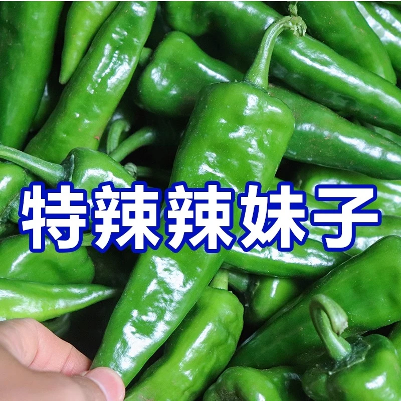 新鲜辣妹子香辣特辣椒农家自种蔬菜辣椒现摘绿辣椒当季尖椒青辣椒