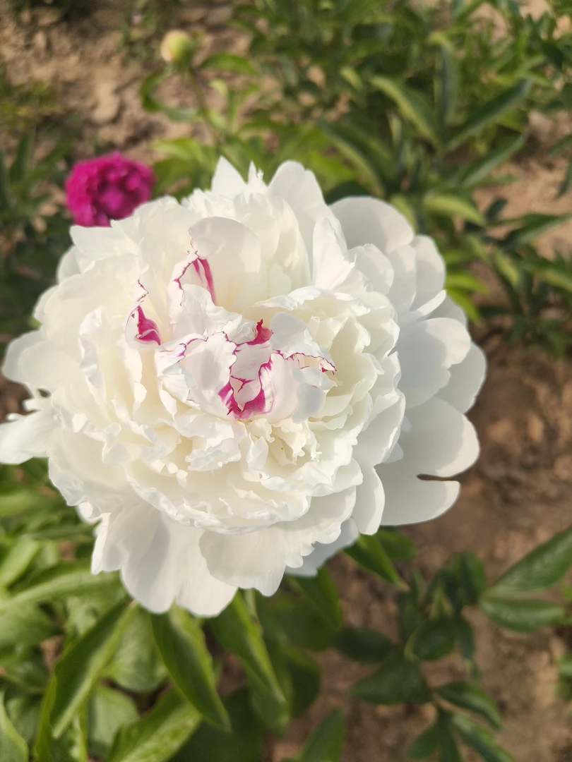 芍药嘉年华3_4芽花苗，基地直发，先发肥料，秋天发苗