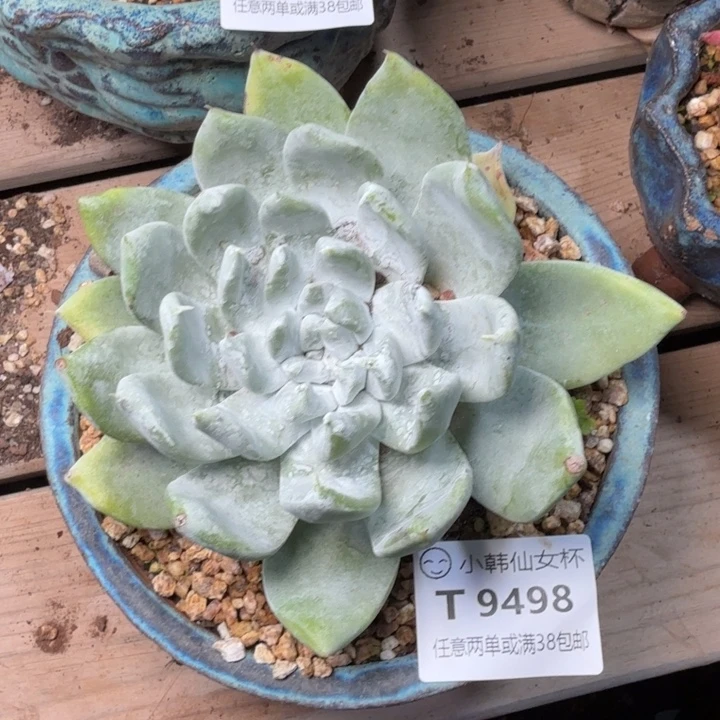 9498牡丹苹果叶多肉