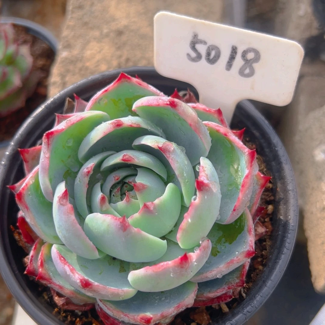 惊鸿仙子一物一拍5018号