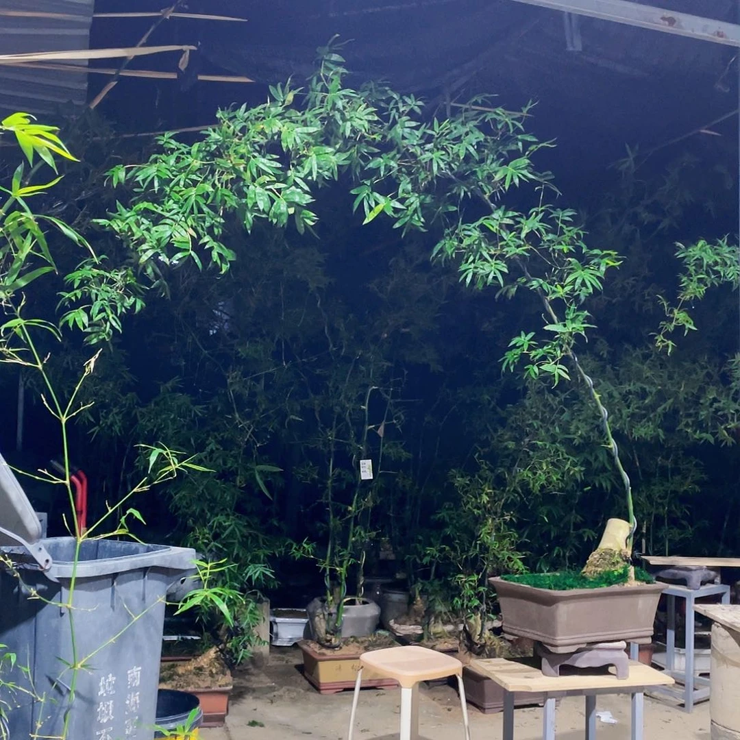 无花朵小叶簕竹熟桩陶瓷盆一物一拍