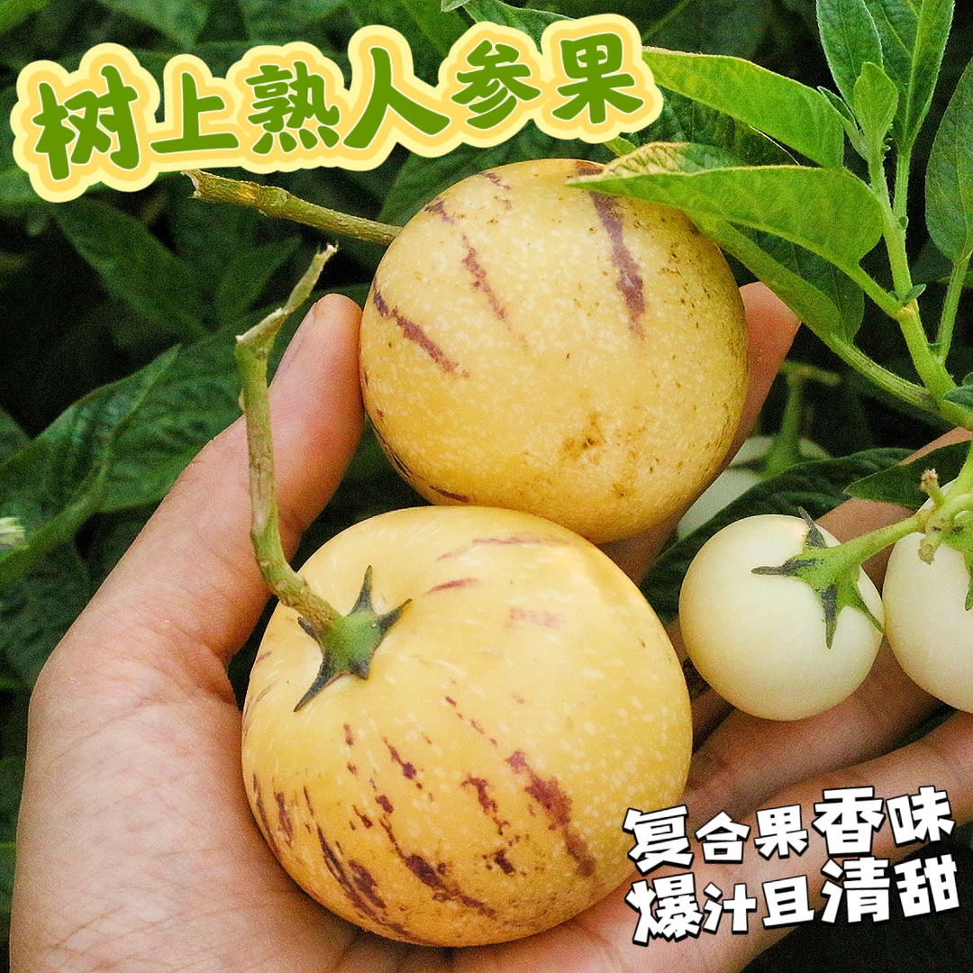 云南石林树上熟人参果 水润清甜 清新果香味 5斤装 顺丰