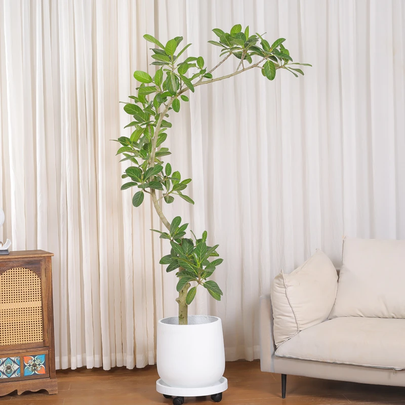 黄金榕大型室内盆栽客厅办公室四季绿植净化空气