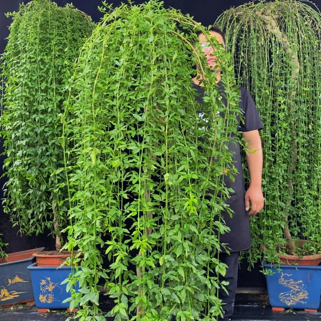 探春花，会落叶，高度168