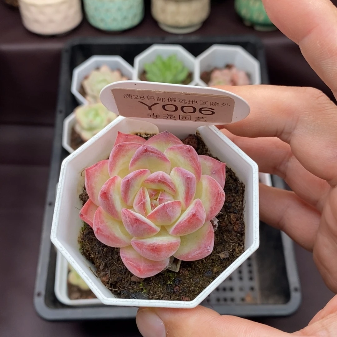 0006 草莓杏仁 4.5cm