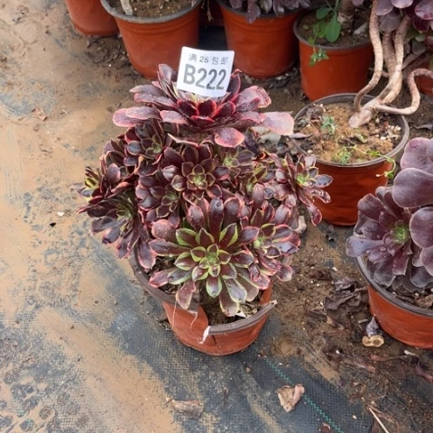 222欧嘉莉不包断枝