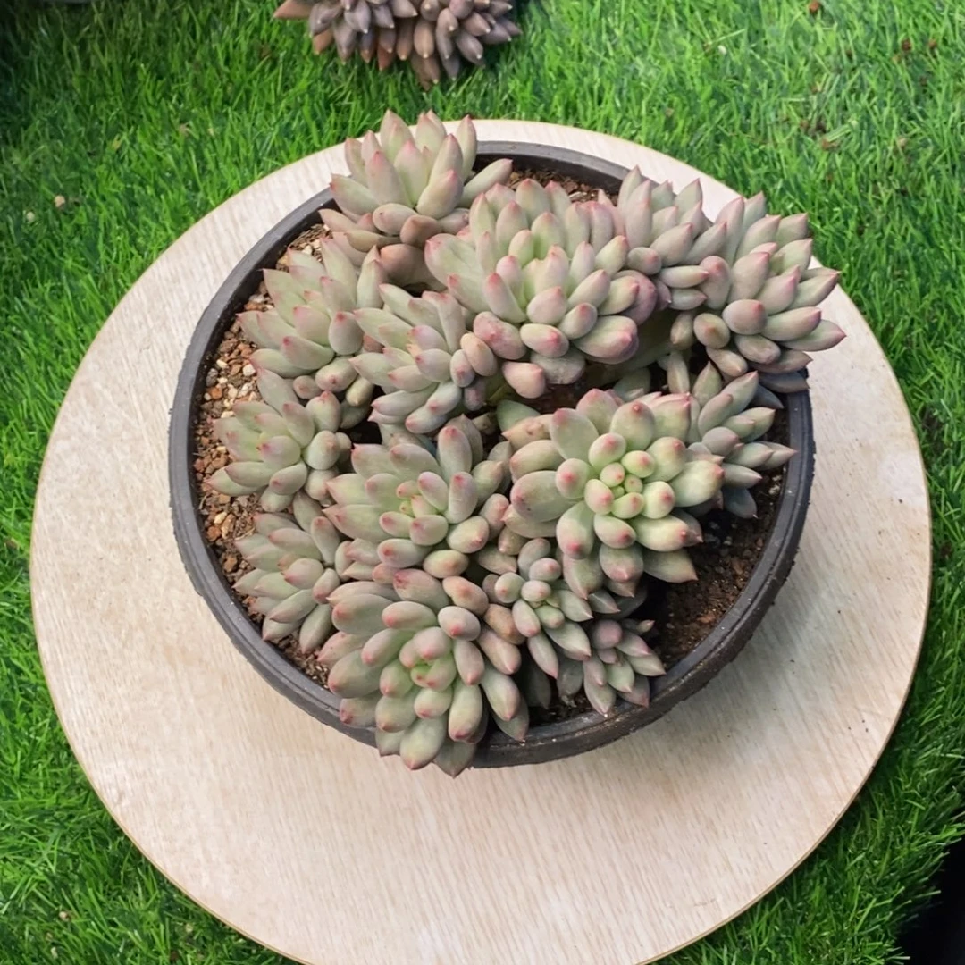 燕子福利支持寄养