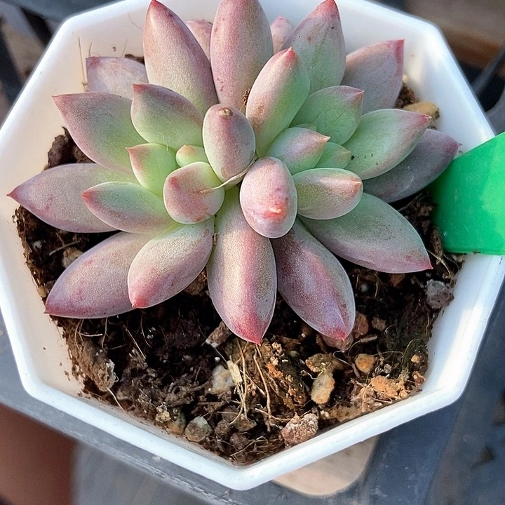 多肉植物金鱼姬788