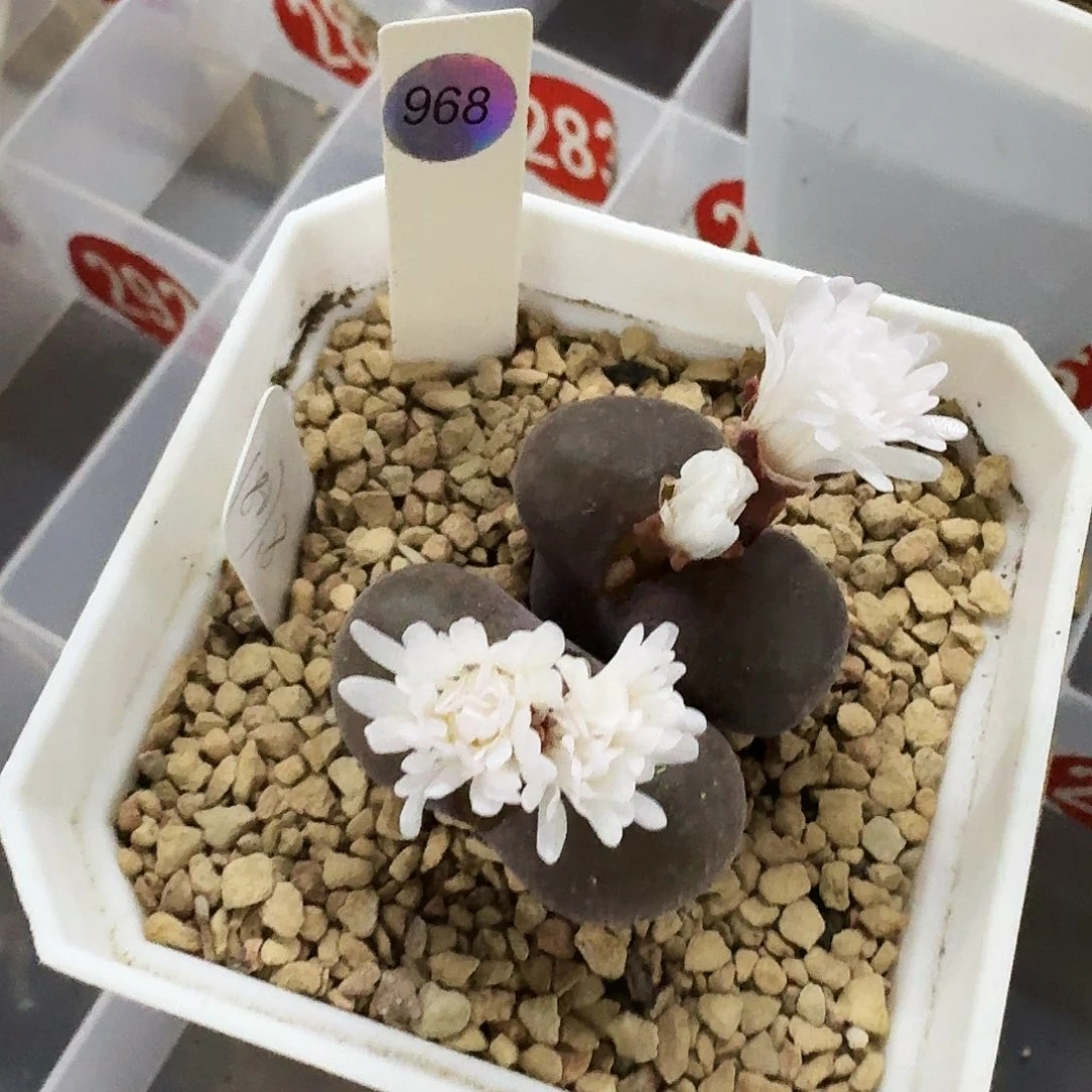 戏***人多肉植物福利风铃968