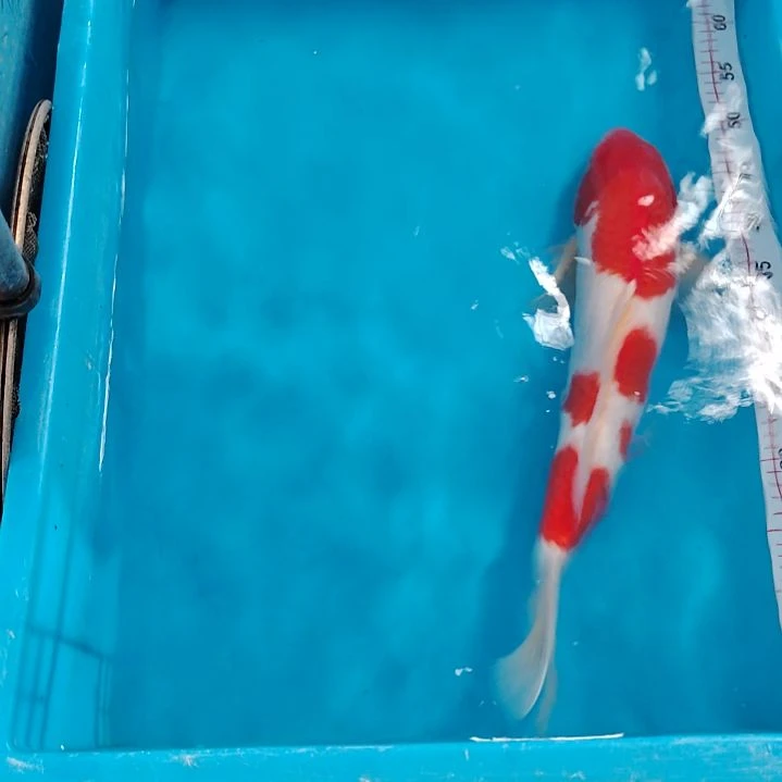 海水顺丰包邮开箱包活