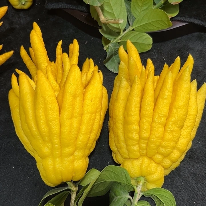 立***新完全开放九九九九佛手