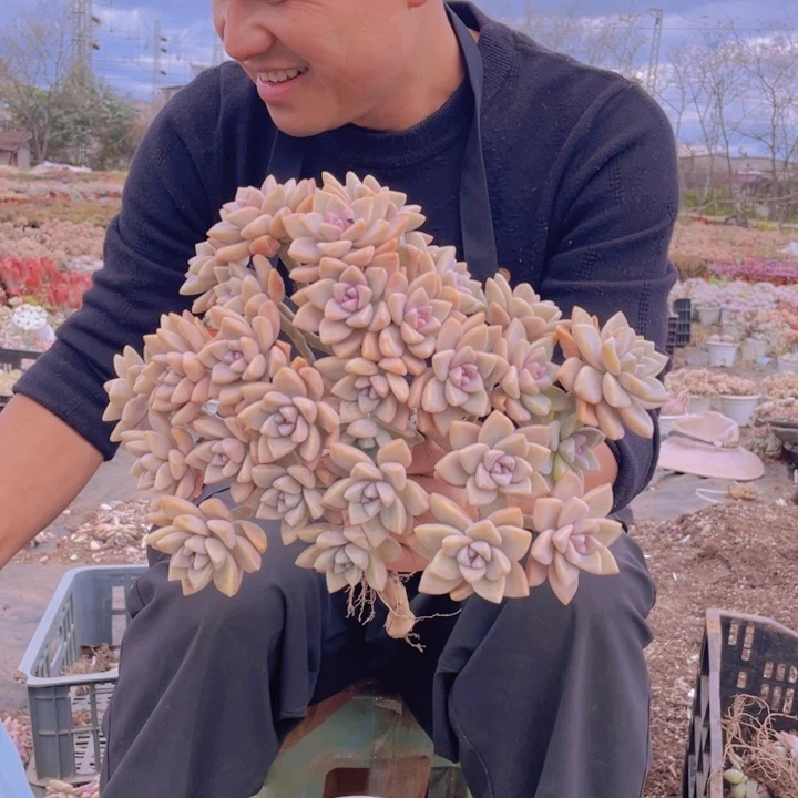 237淡雪缀化一物一拍