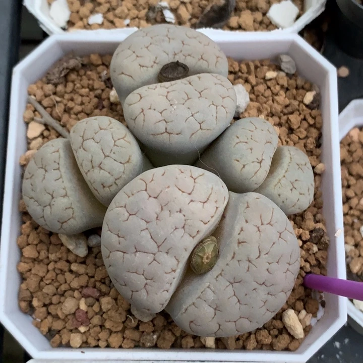 精品多肉植物c189