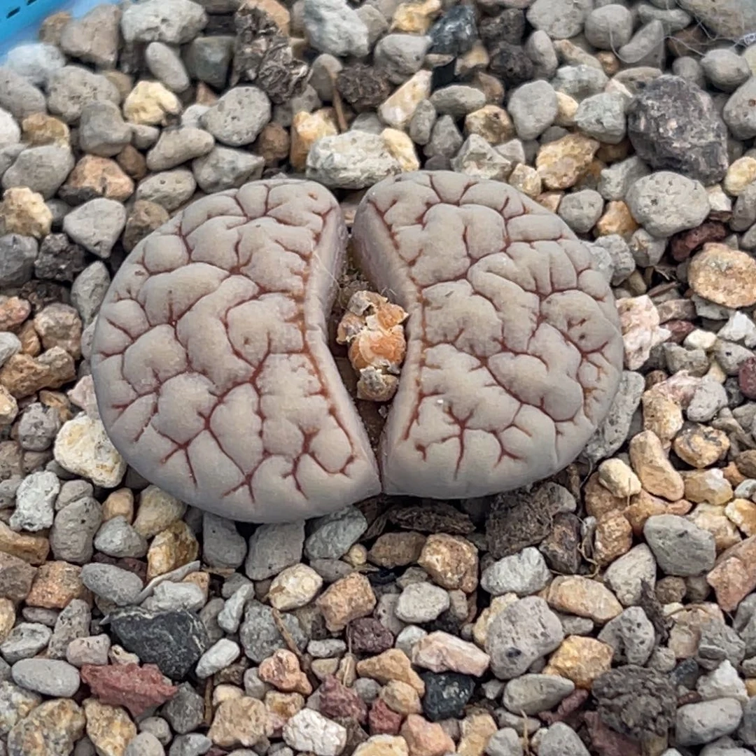 2124凹凸脑纹189一颗