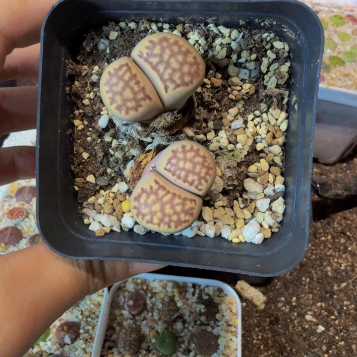 今****鸭多肉植物的生长发育42