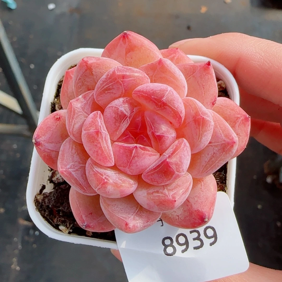 黛玉冰魄，8939多肉植物