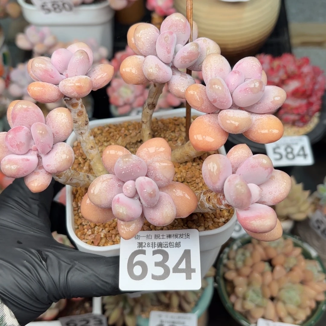 糖果桃蛋6头无盆土发货