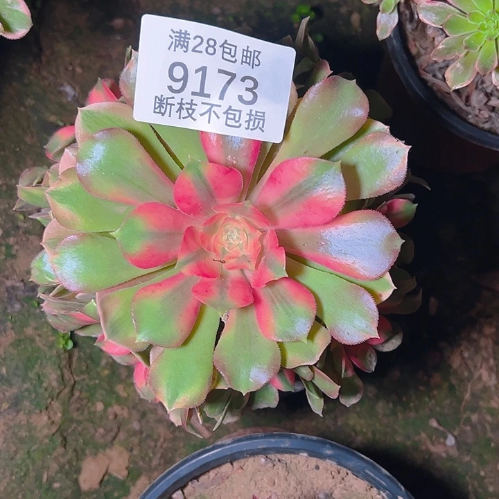 9173香妃多肉植物