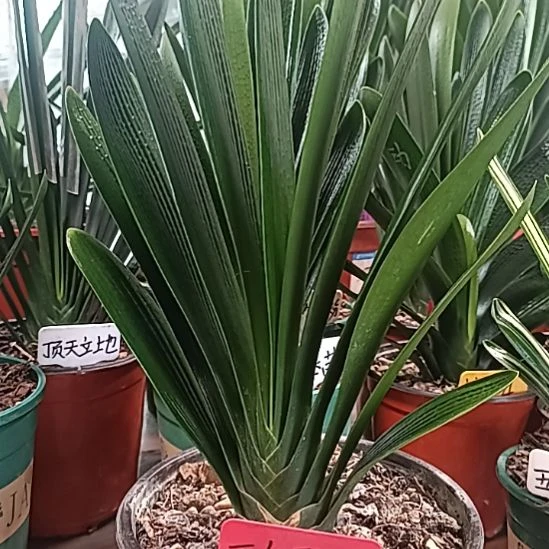 难***涂花球