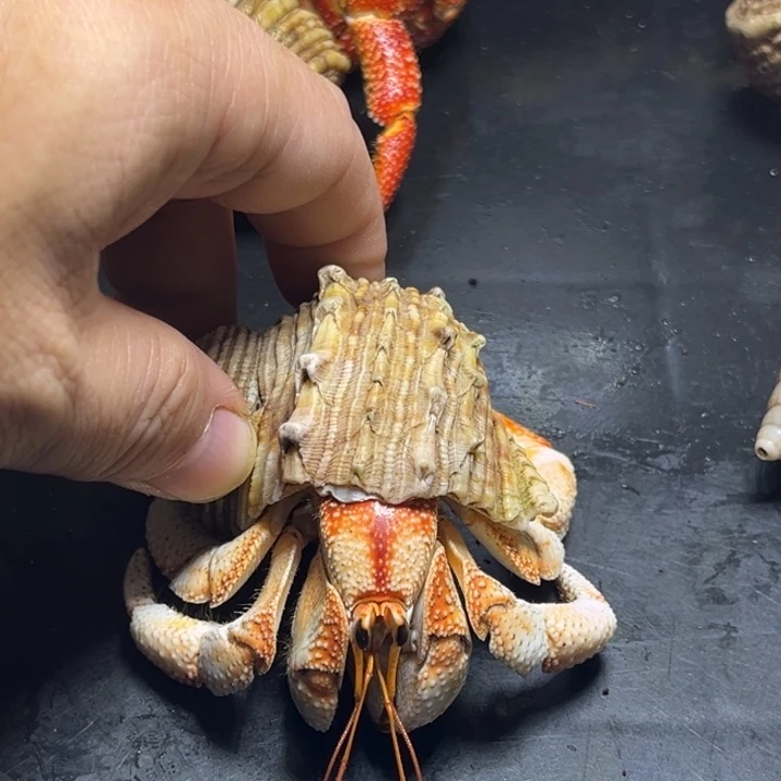 闪13号毛球3.2口径