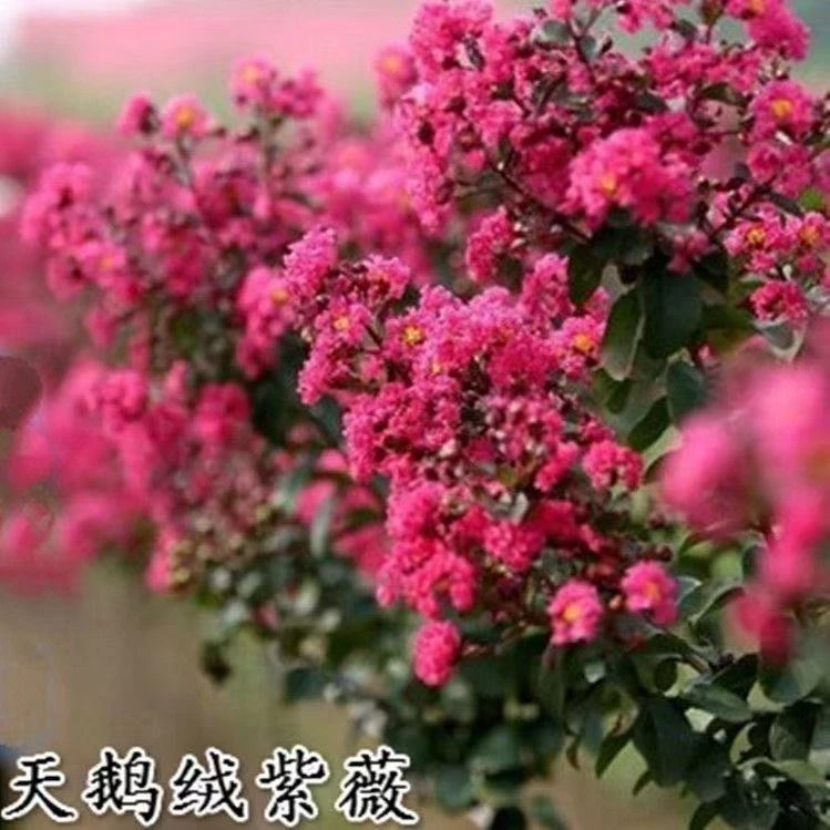 紫薇树苗红火箭天鹅绒红花丛生紫薇大型庭院四季盆栽一物一拍