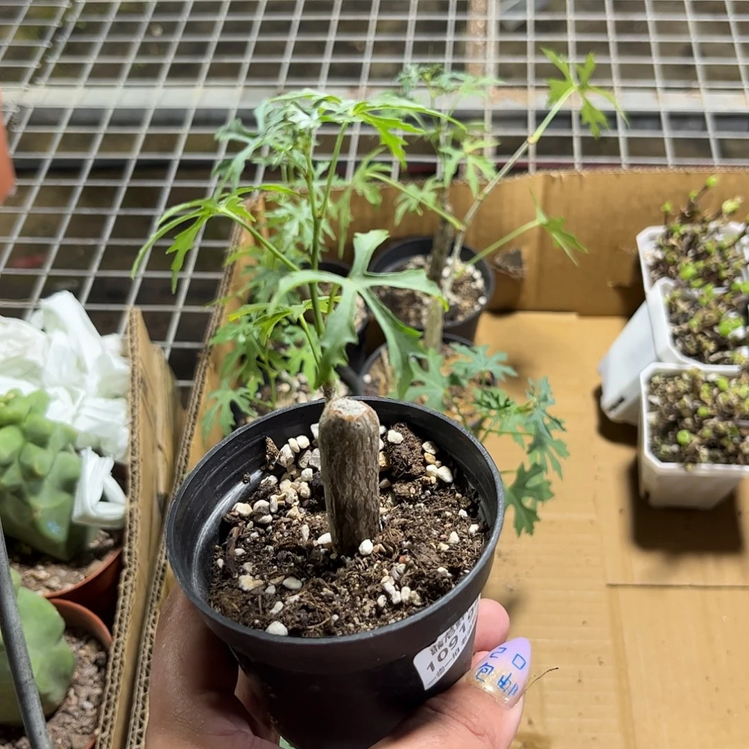 爆***️109194一物一拍单头发货