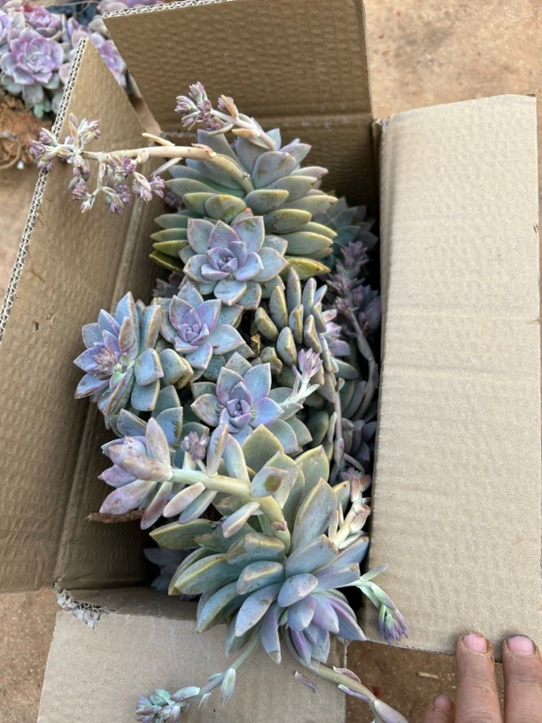 紫雾多肉一箱 一单包邮  箱拍不售后慎拍