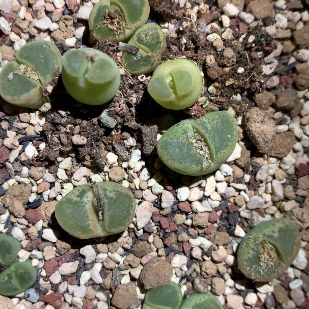 匹*曹匹诺曹 肉锥植物