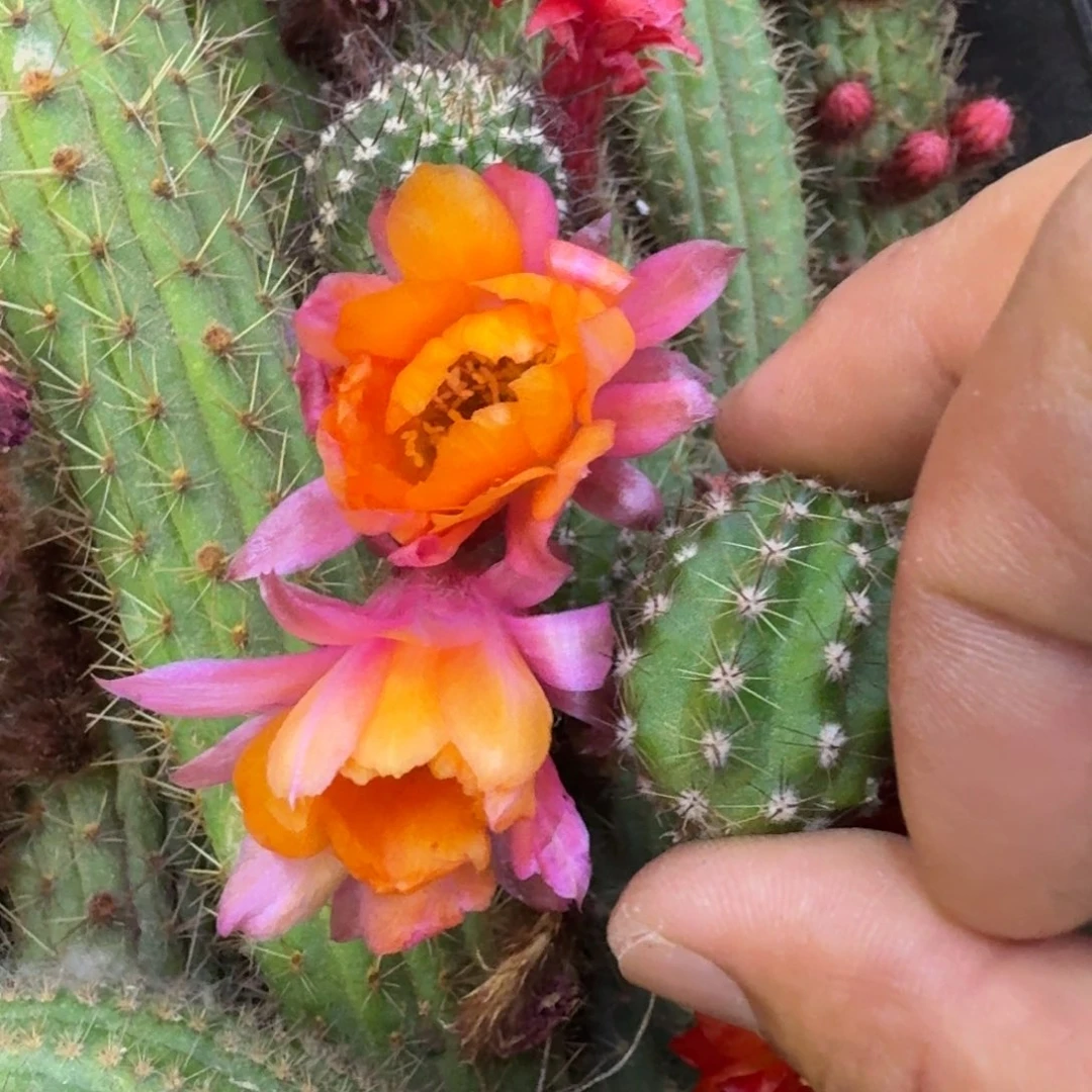 11白檀w26143个无根侧牙，20包邮