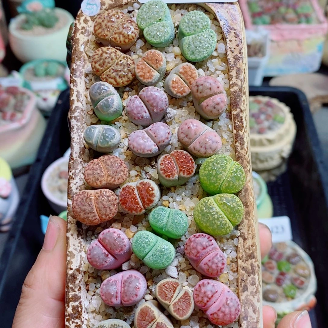 生石花花花花花花花花425