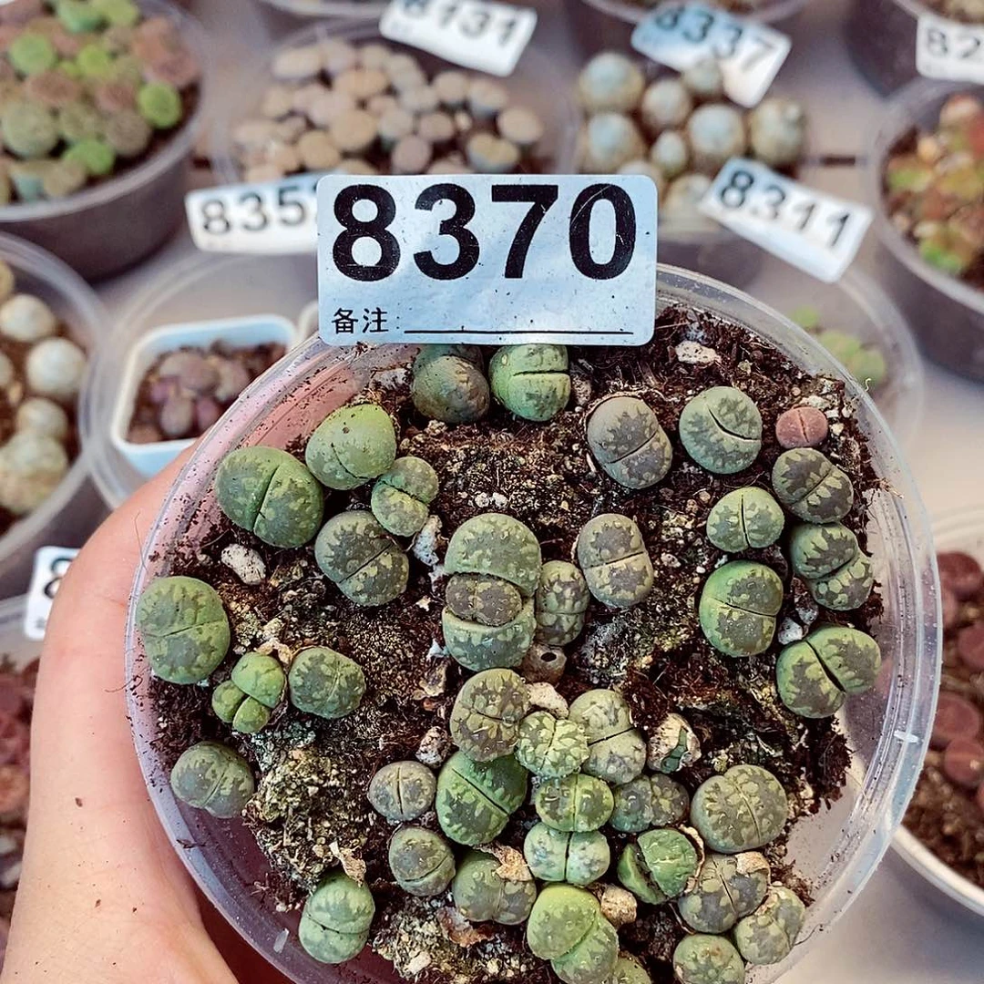 8370绿大牙龙卡咯