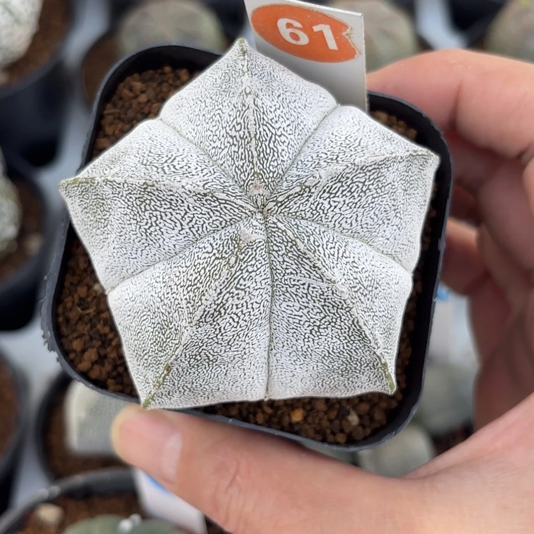 61实生日系矮脚恩冢鸾凤玉带盆带土