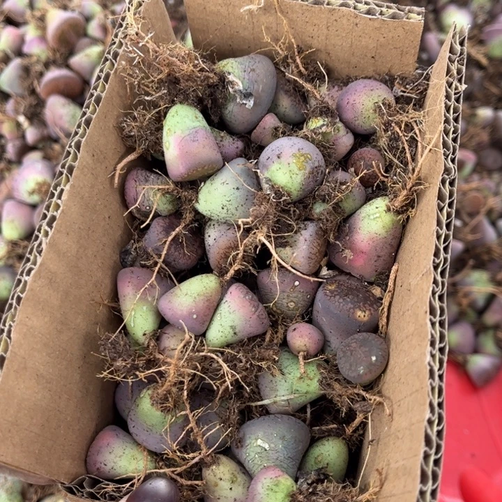 一箱拖土保底100颗8888888