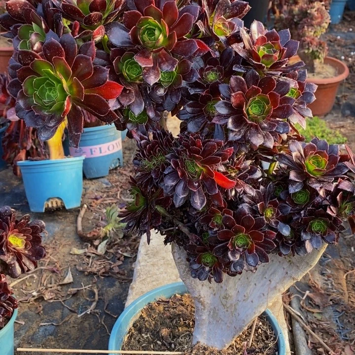 黑法师一颗多肉植物