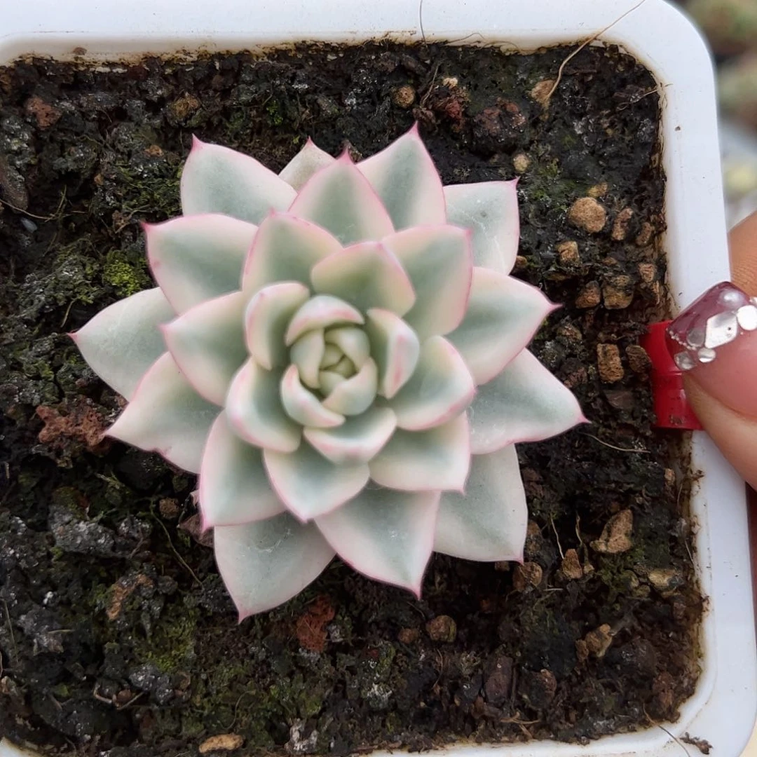 0429奶油黄桃宽锦多肉植物