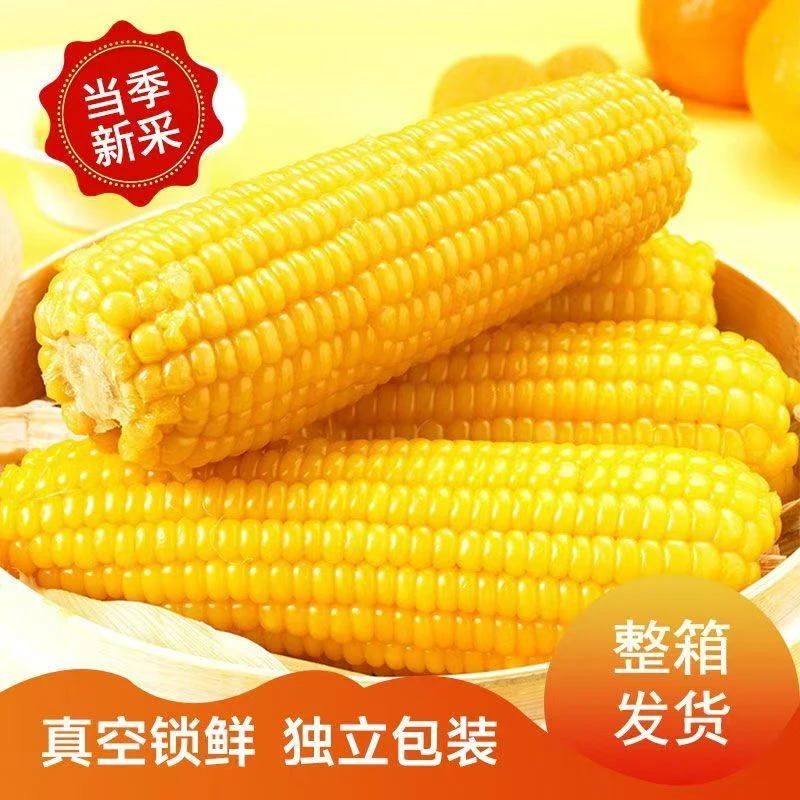 【到手15支 试吃6根 】东北正宗黄糯玉米软糯香甜 带箱到手5-6斤