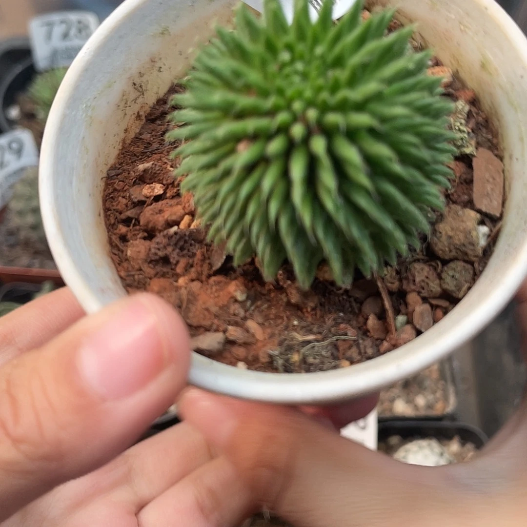832海胆大戟仙人球植物