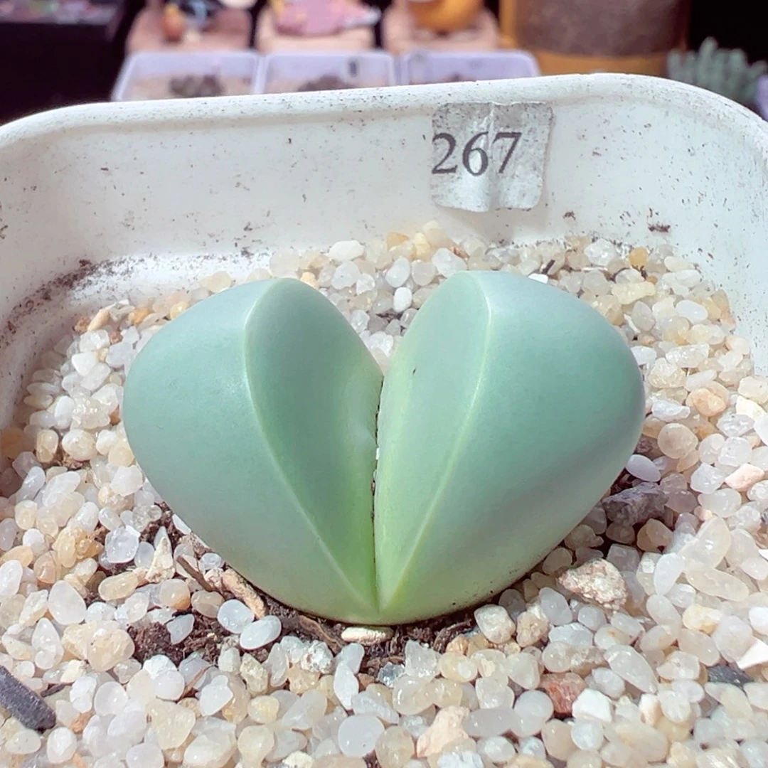 109-137多肉多肉金玲玉