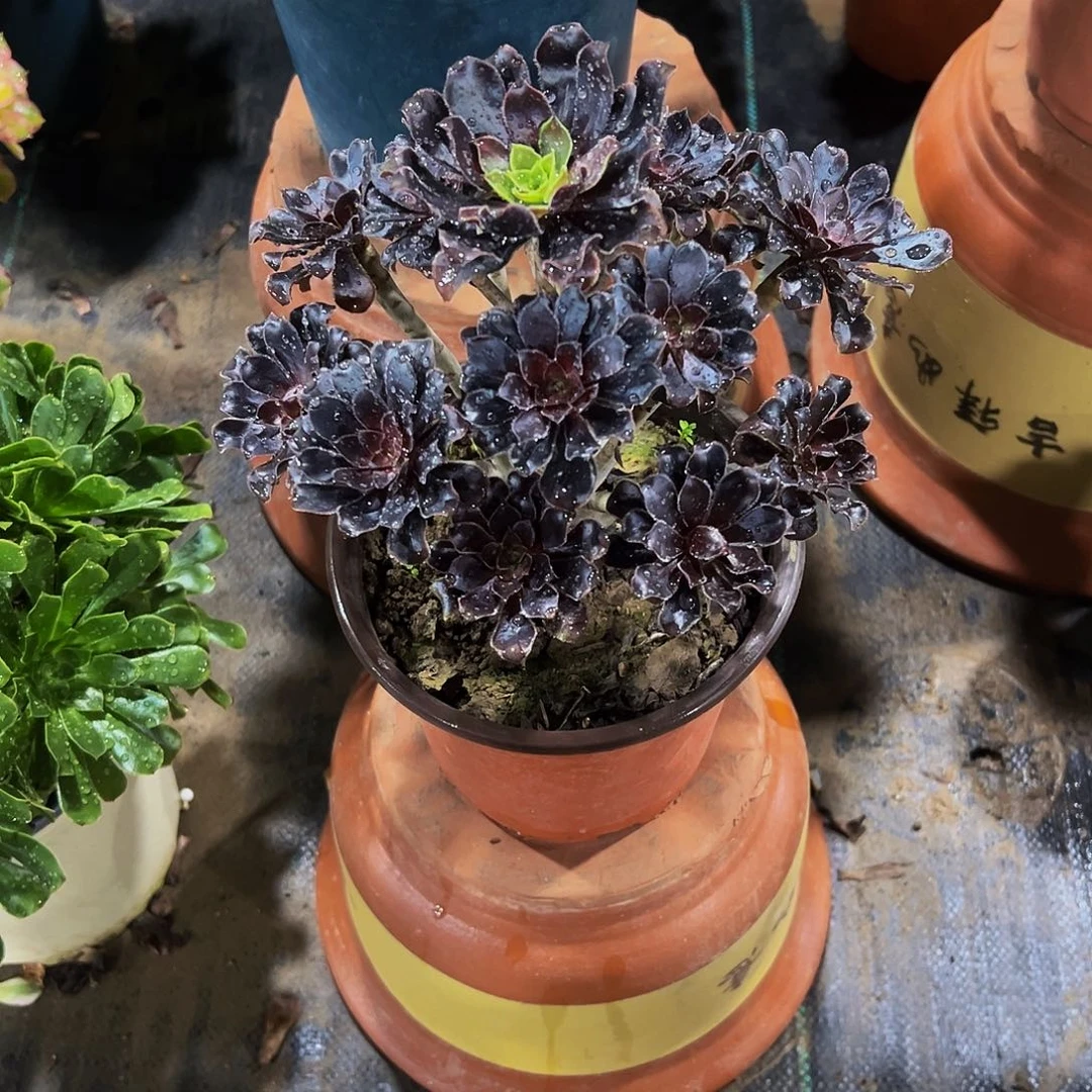 老庄巧克力法师38.8