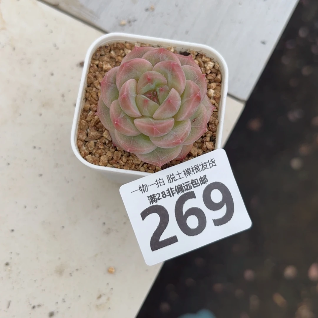 优选糖心无盆土发货