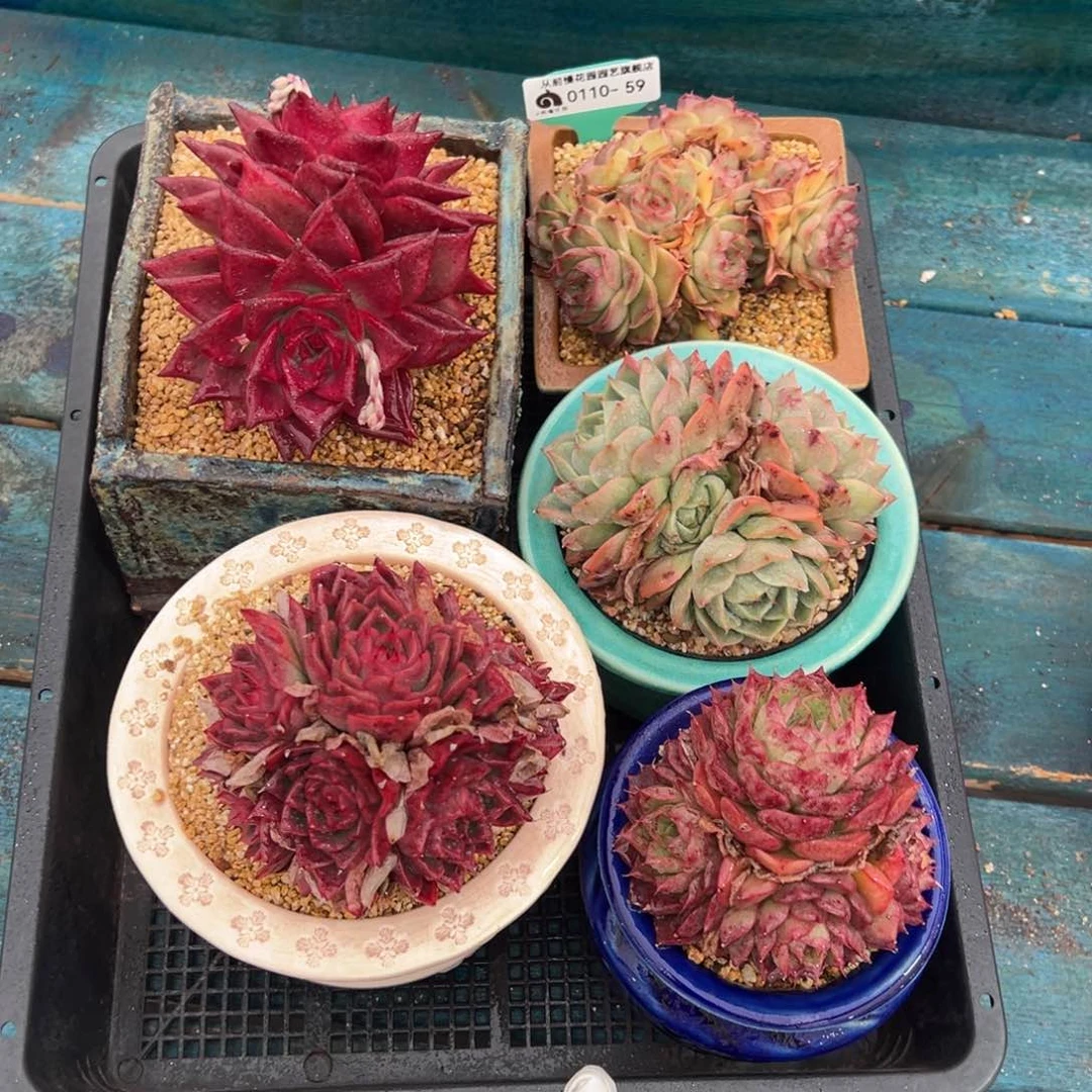 从前慢多肉精选编号0110.59