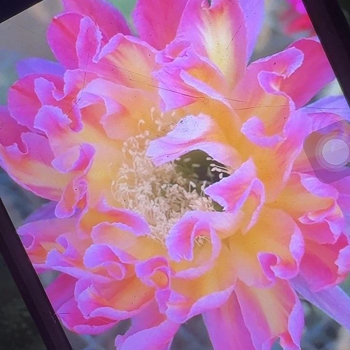 马乙根6公分歪头彩草