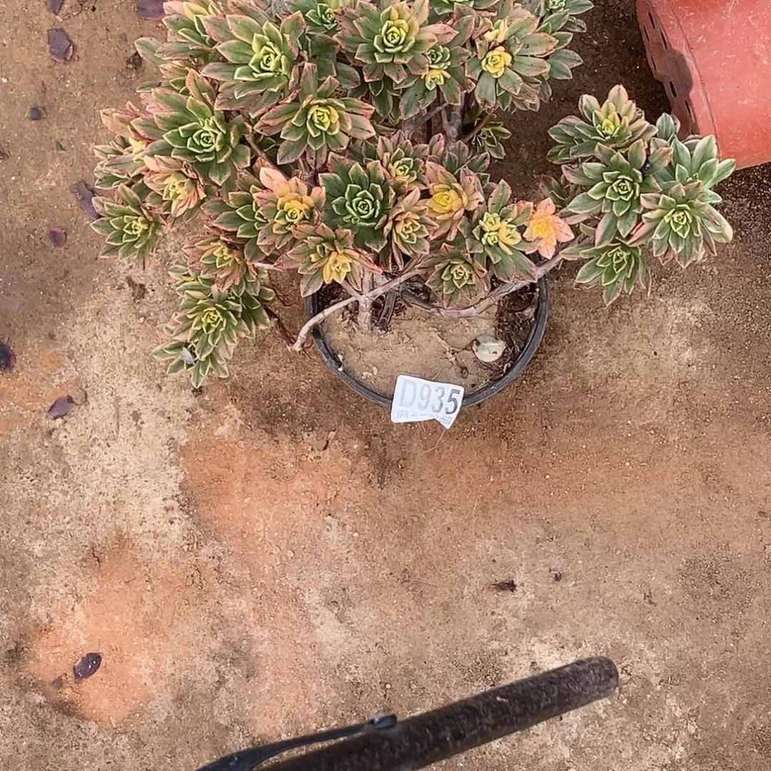 935甜茶多肉植物无售后