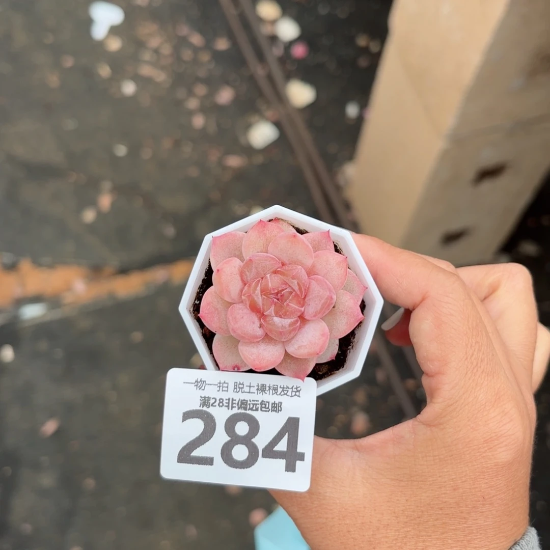 楼兰单头无盆土发货