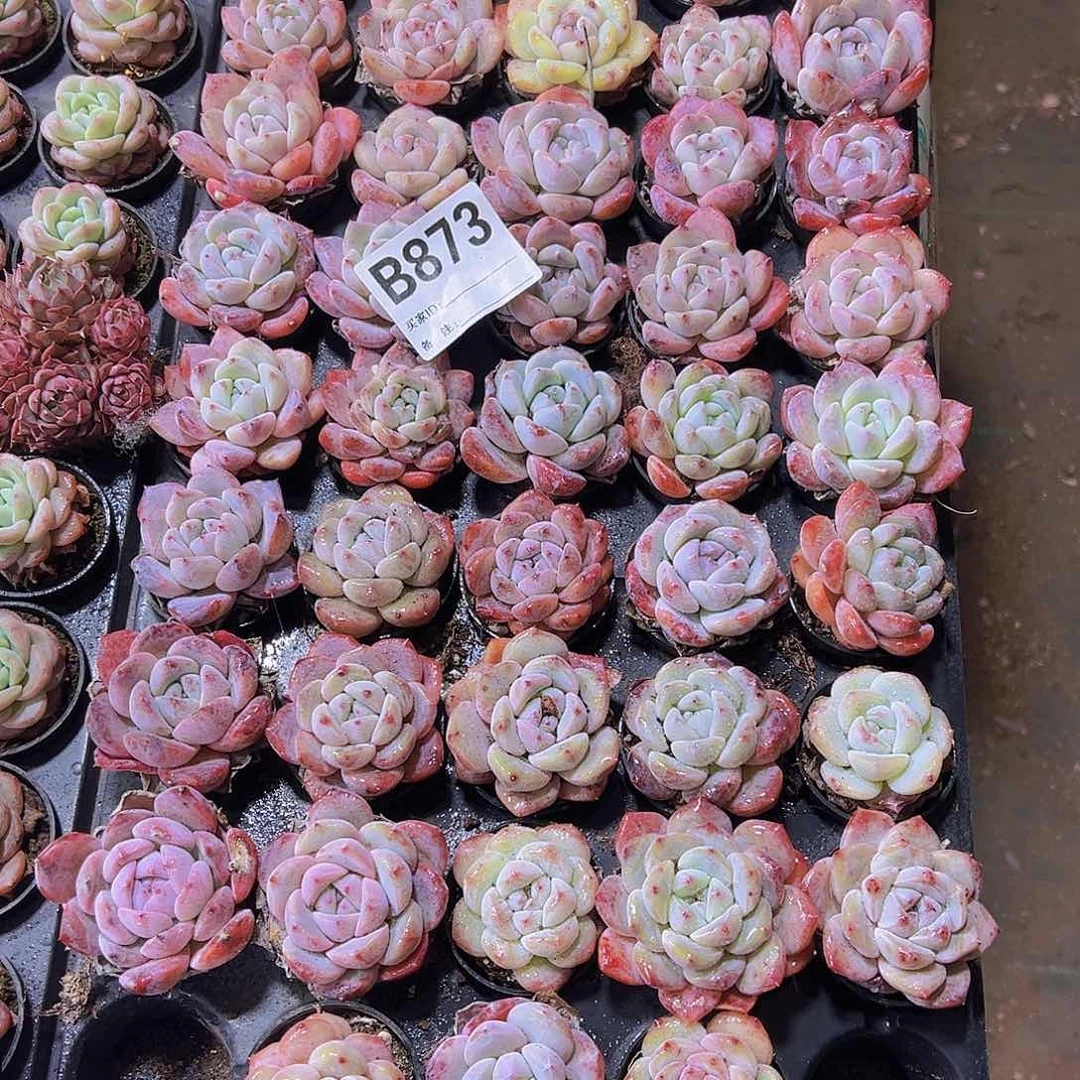 873样品2盆带盆带土