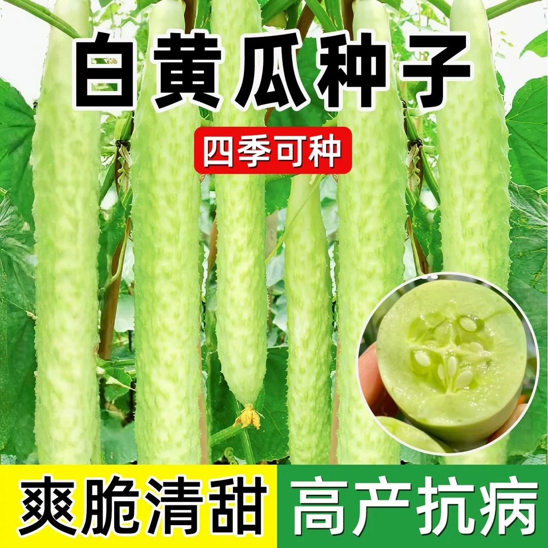 E86奶油白黄瓜种子白皮水果白玉黄瓜多汁